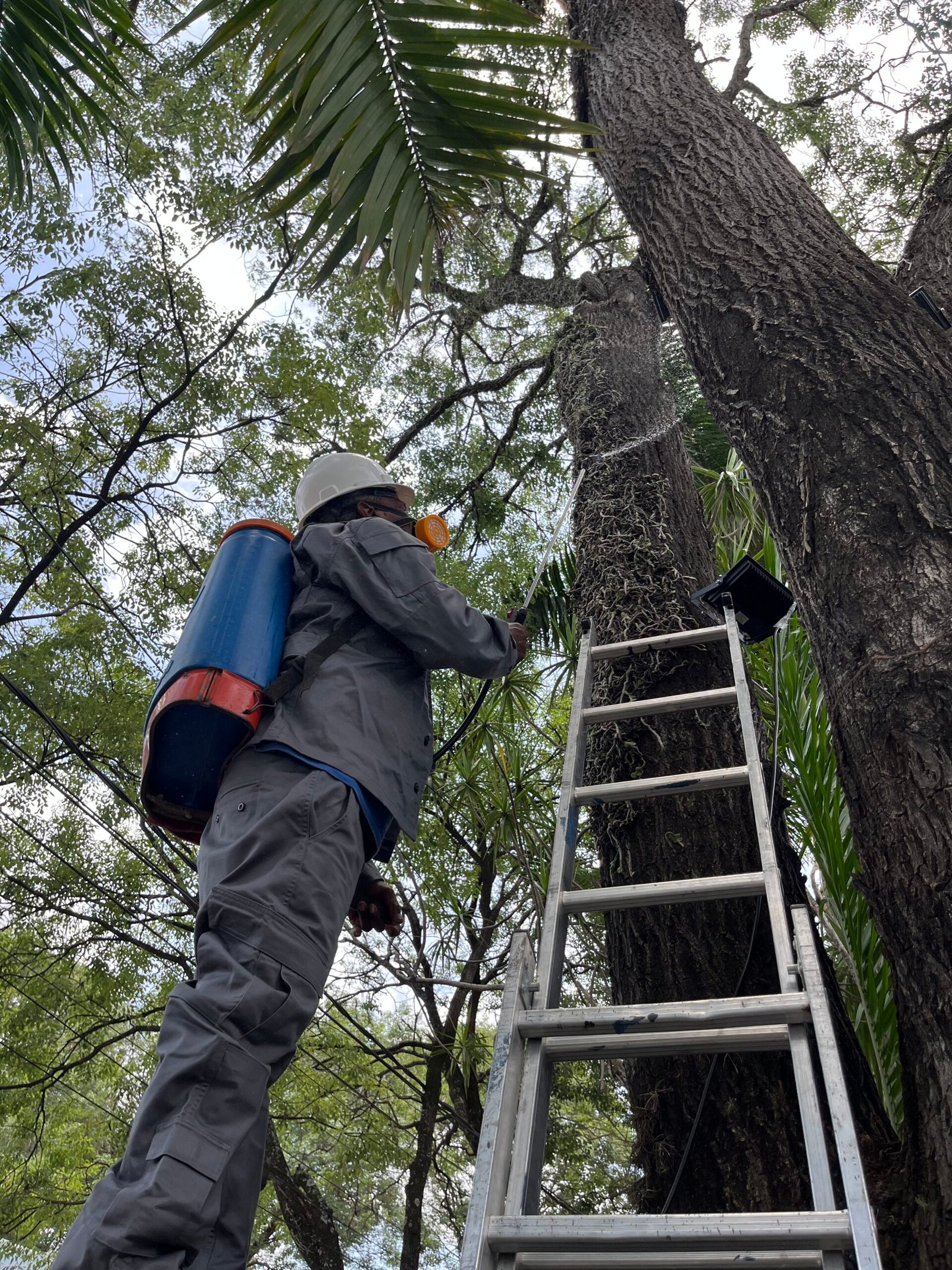 Servicios Especializados Poda y mantenimiento de jardines - ServiHouse Paraguay